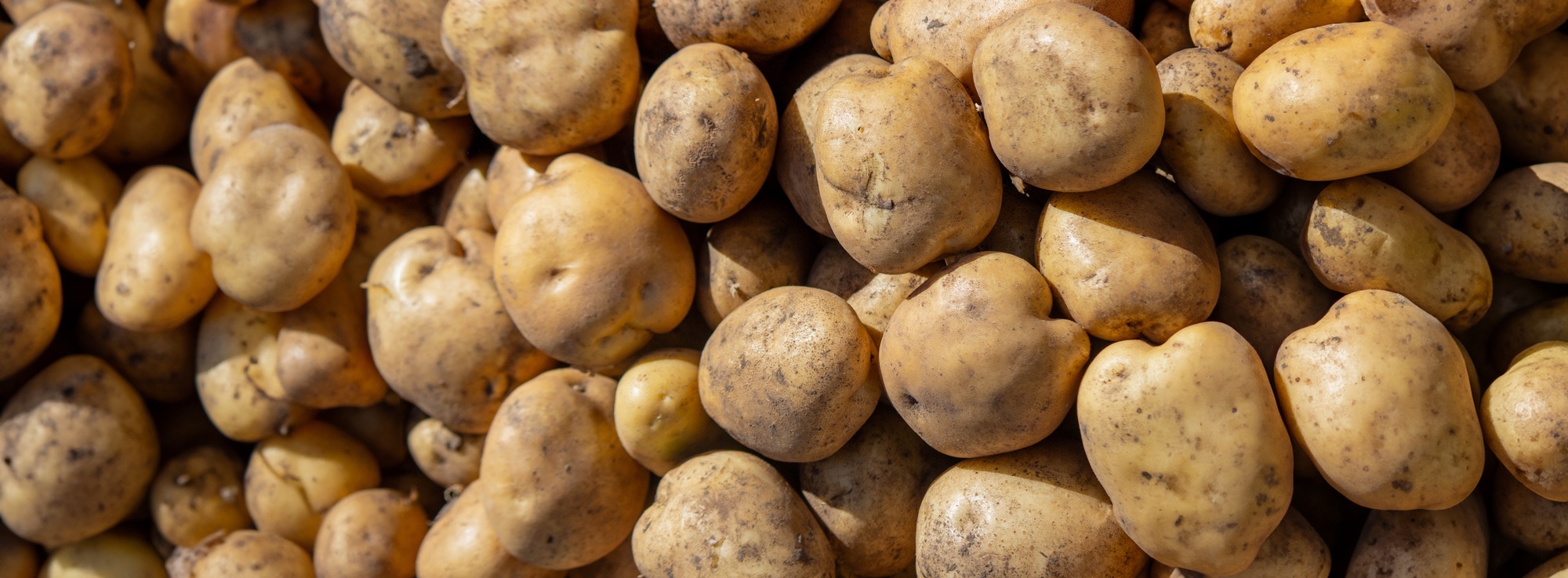 potatoes on the farm. Harvesting organic potatoes.